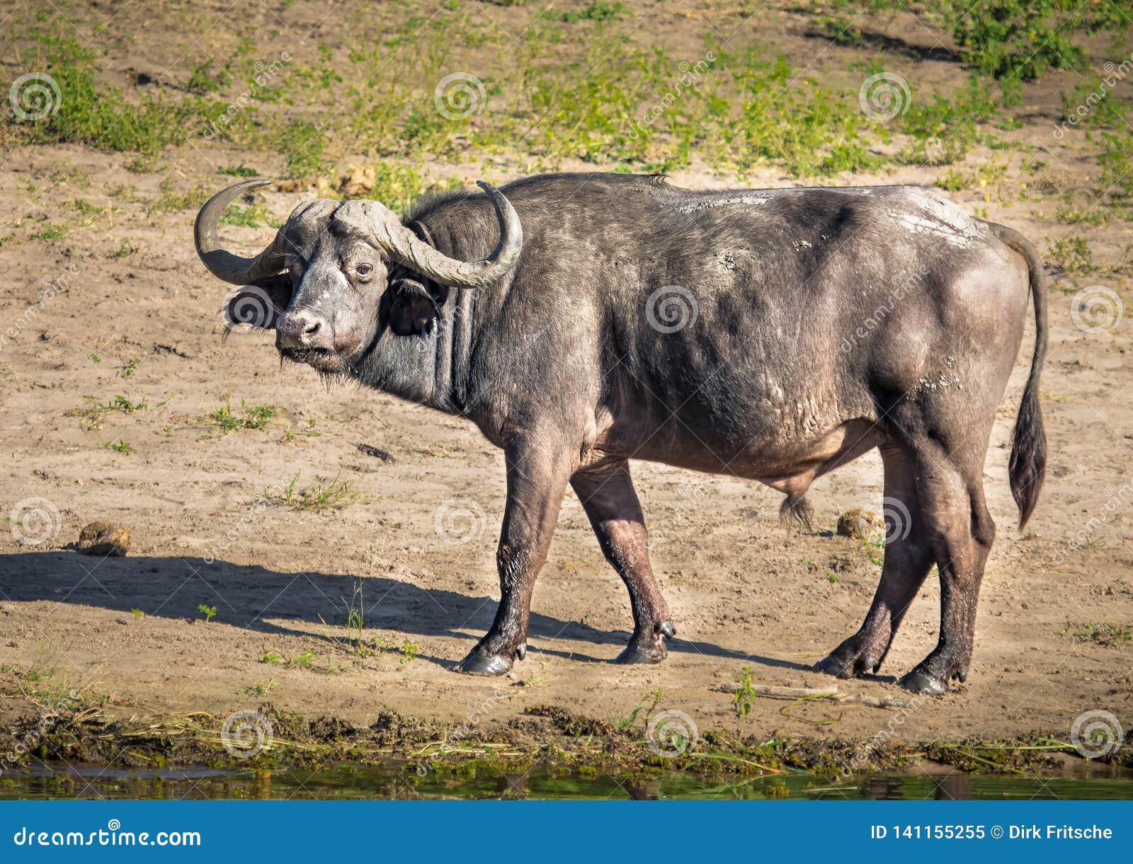 One of the Five is an African Buffalo Standing Near the River Chobe in Botswana Stock - Image buffalo, field: 141155255