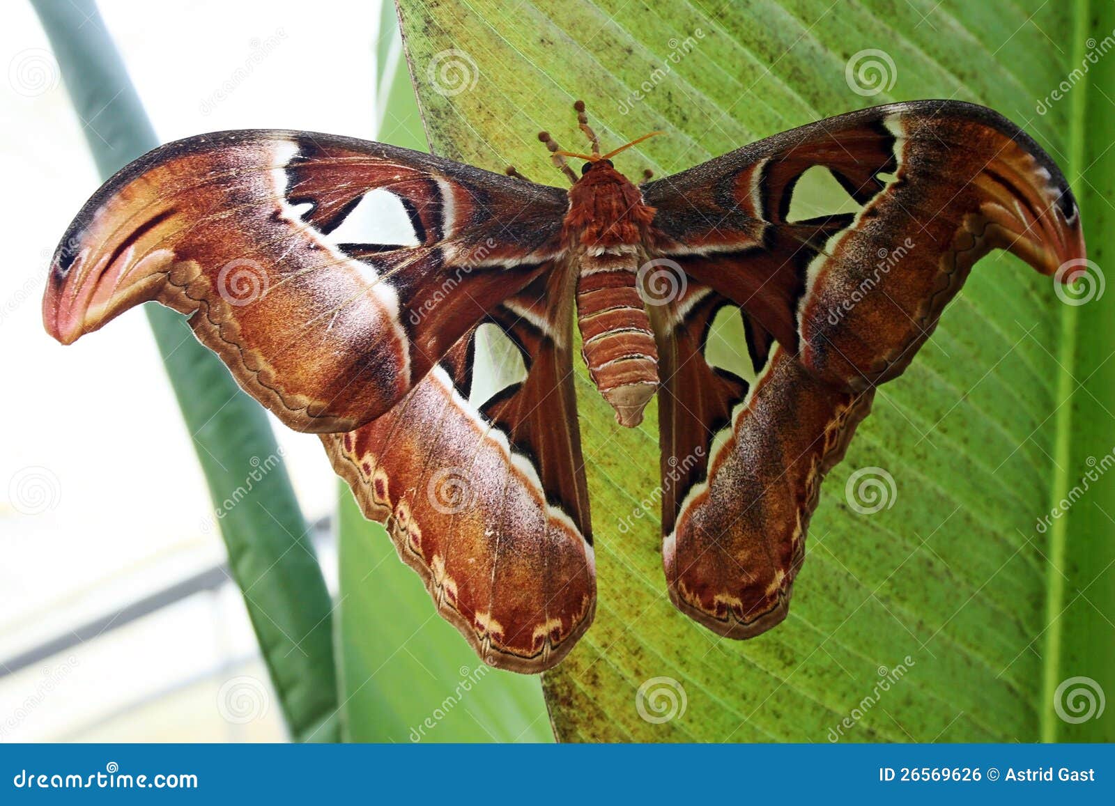 One of the Biggest Butterflies of the World Stock Photo Image of