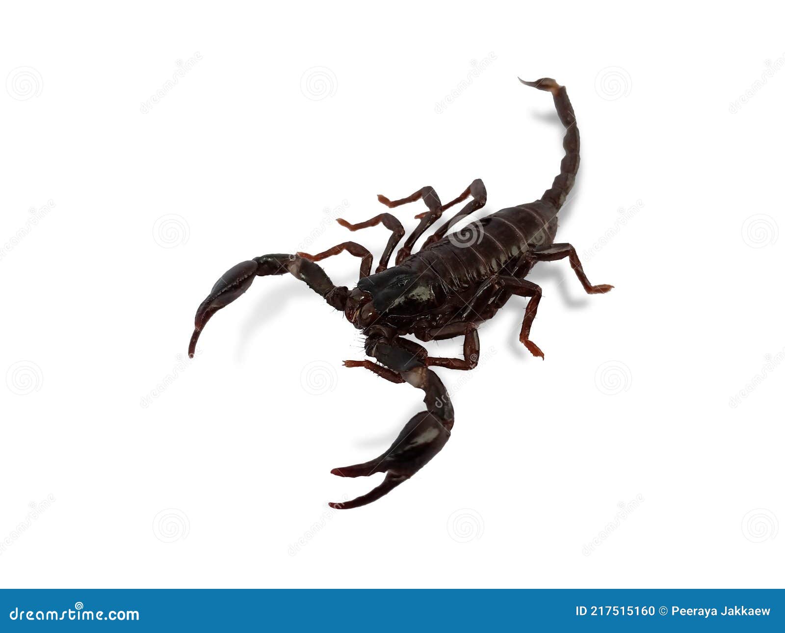 One Black Scorpion Isolated on White Background Stock Photo - Image of animal, dead: 217515160 One Black Scorpion Isolated on White Background Stock Photo - Image of animal, dead: 217515160