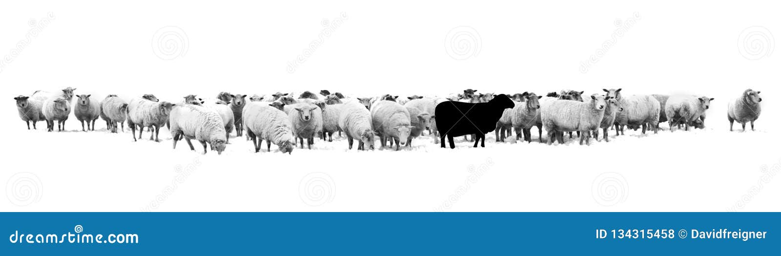 black and white 1 10th sheep