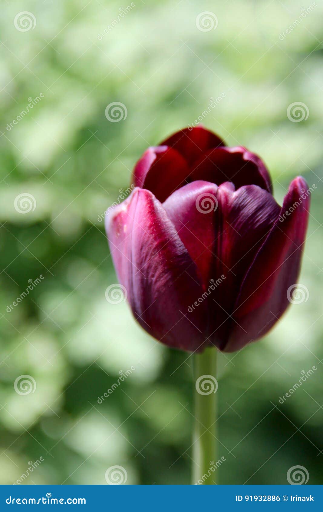One black tulips. photo stock photo. Image of formal 91932886