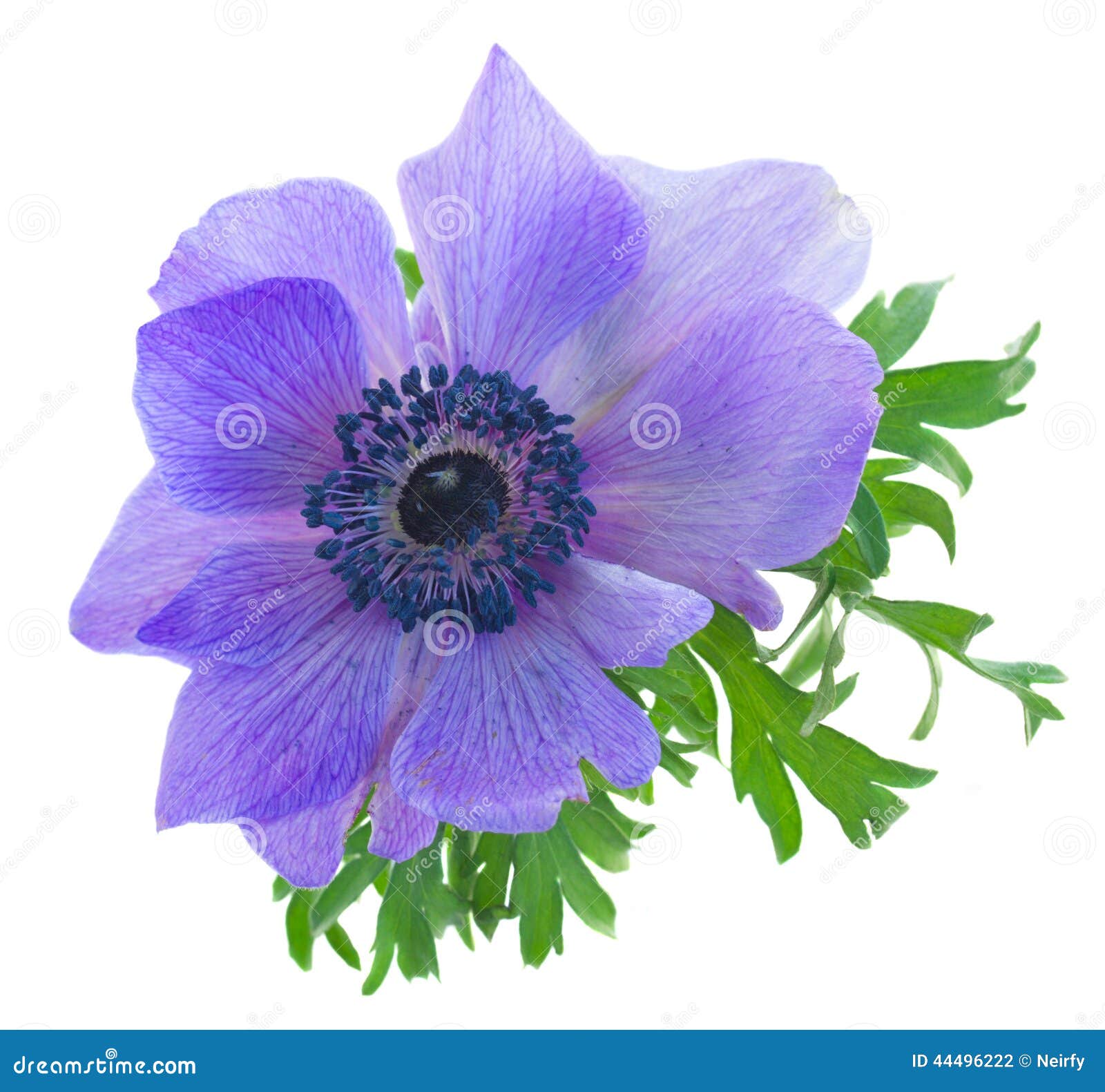 One blue anemone flower stock photo. Image of anemones 44496222