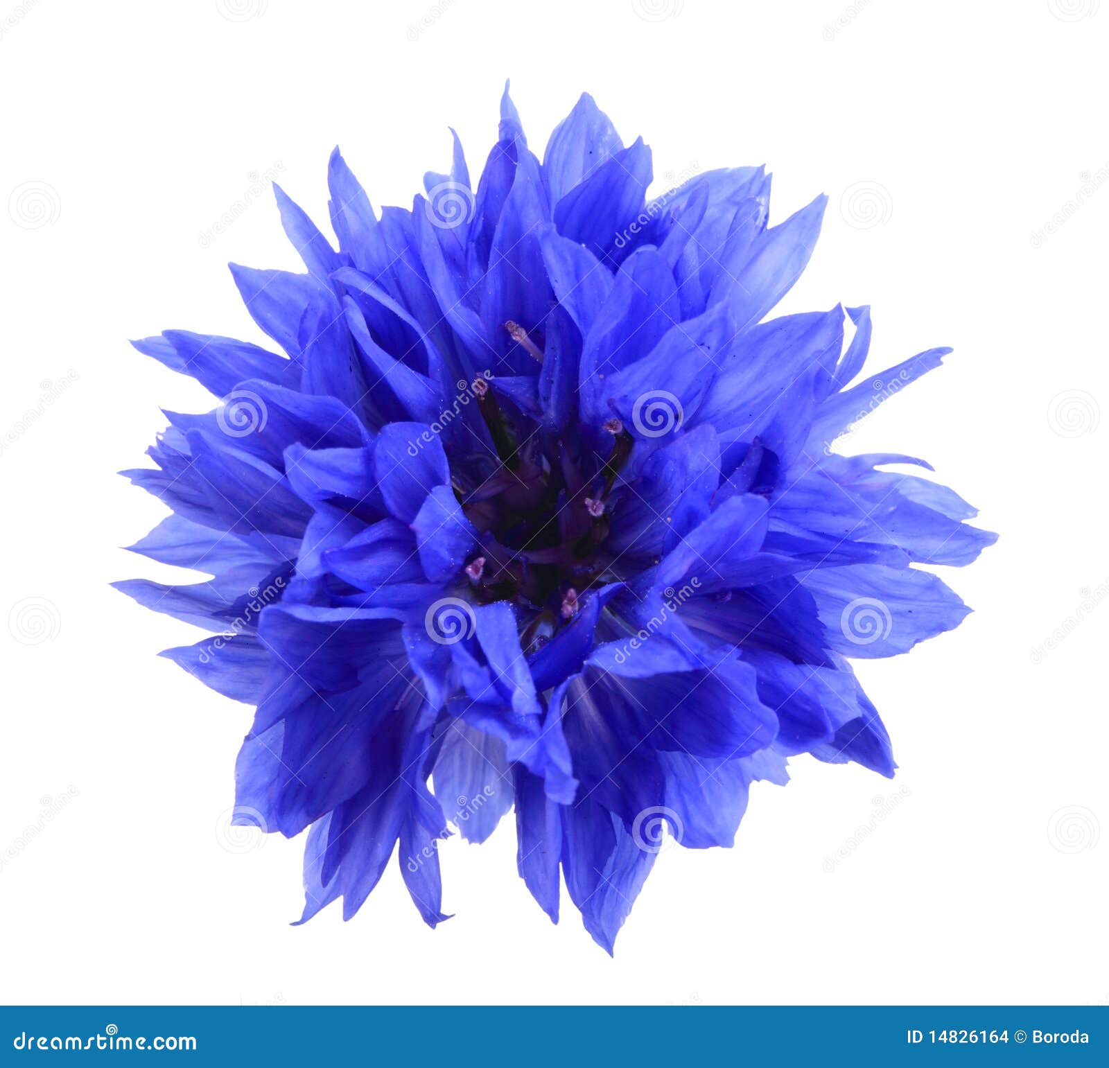 Breathtaking Compilation of Over 999 Blue Flower Images in Full 4K