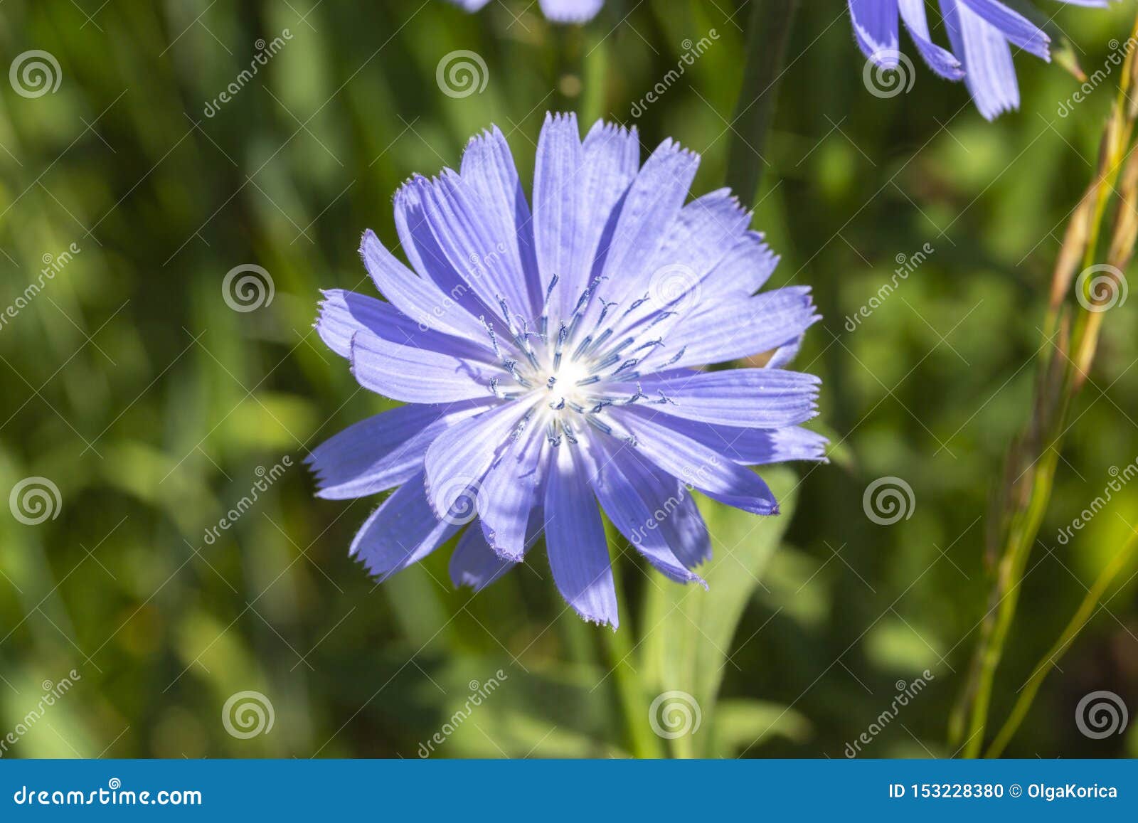 One Blue Flower Of Chicory Cichorium On A Background Of Foliage Background Wallpaper Natural Coffee Substitute Chicory Ordinary Stock Photo Image Of Blue Pistil One Blue Flower Of Chicory Cichorium On A Background Of Foliage Background Wallpaper Natural Coffee Substitute Chicory Ordinary Stock Photo Image Of Blue Pistil