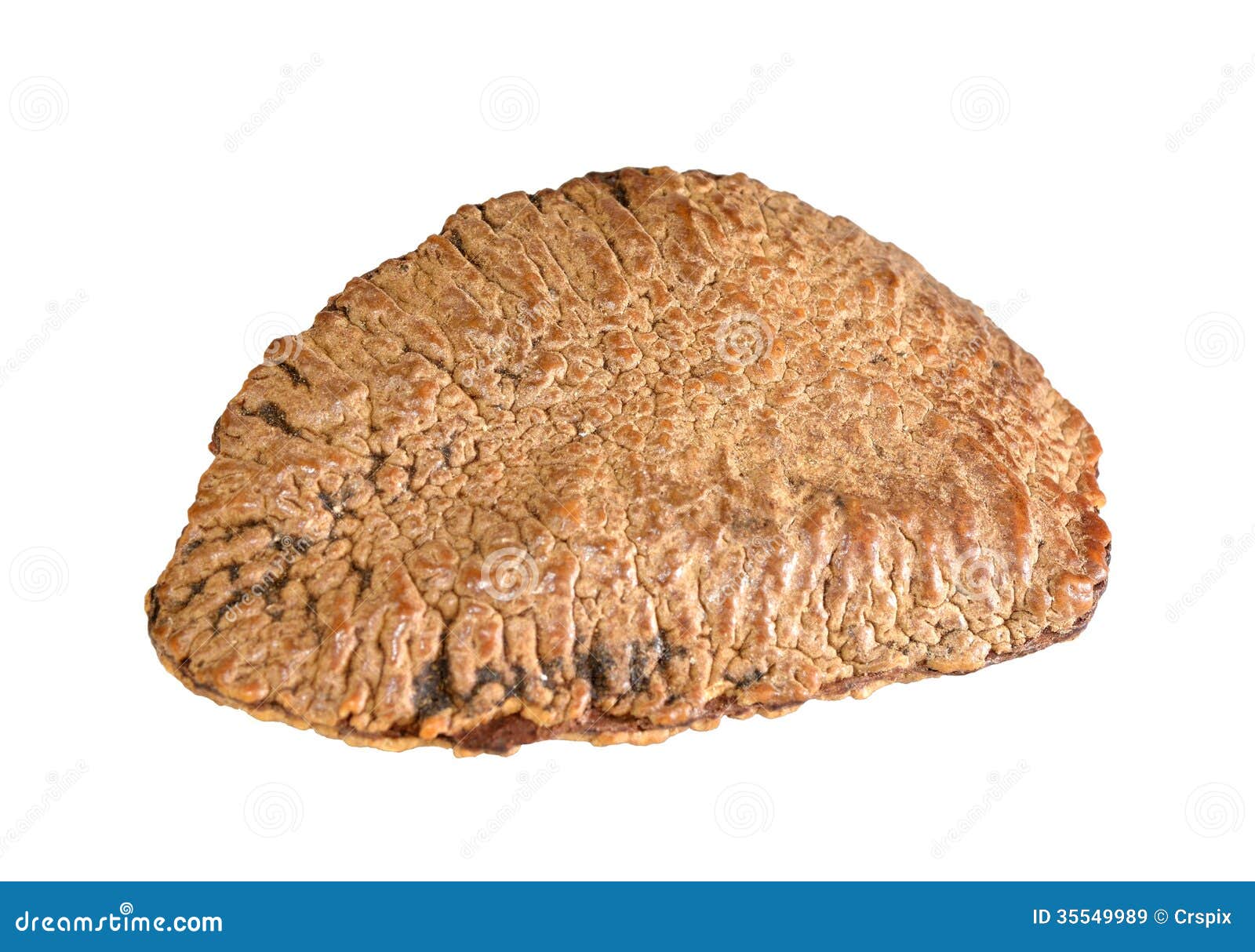 One brazil nut stock image. Image of roasted, snack, brazil 35549989