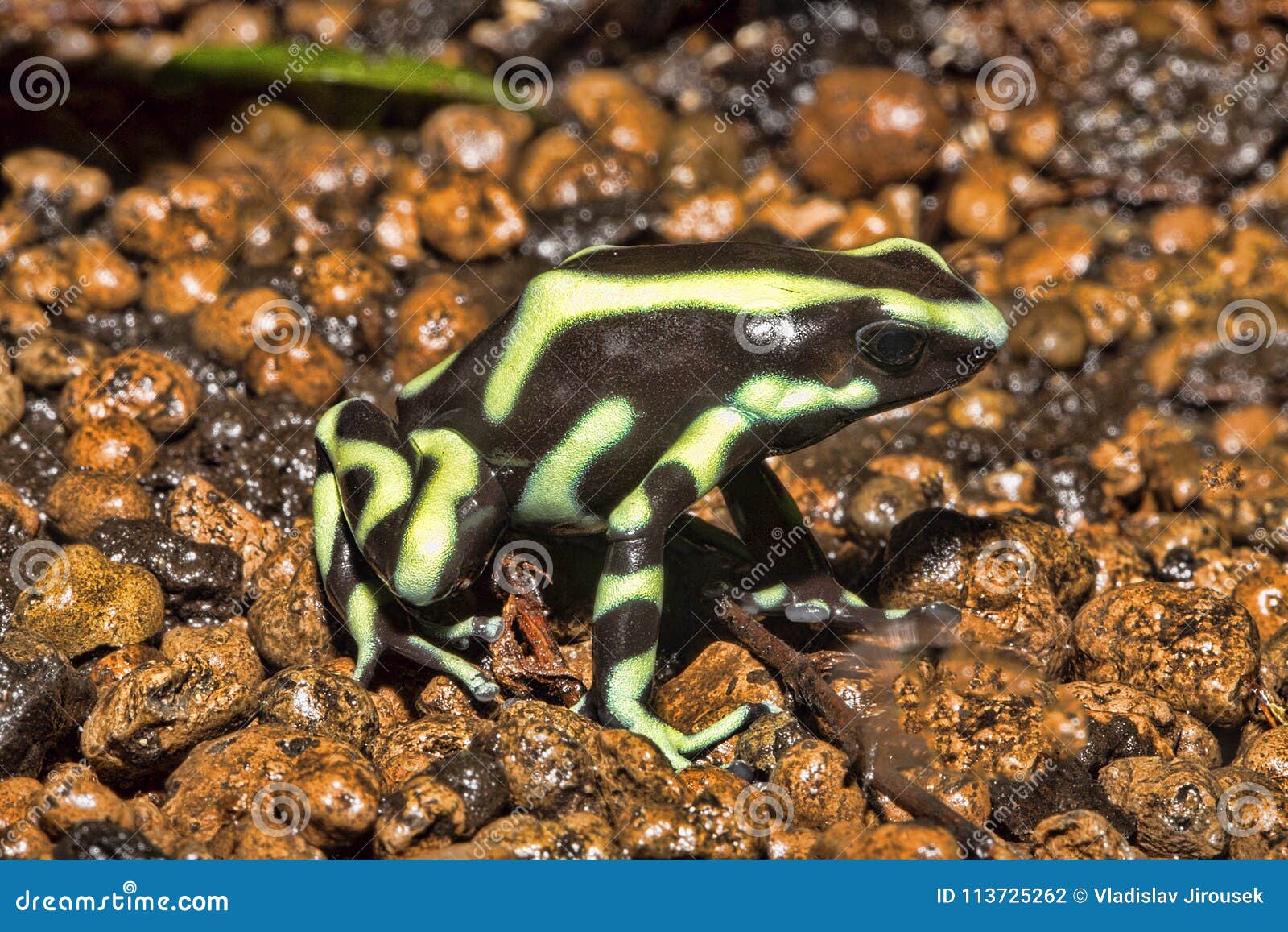 Brightly Colored Frog, Green and Black Dart Frog, Dendrobates Auratus
