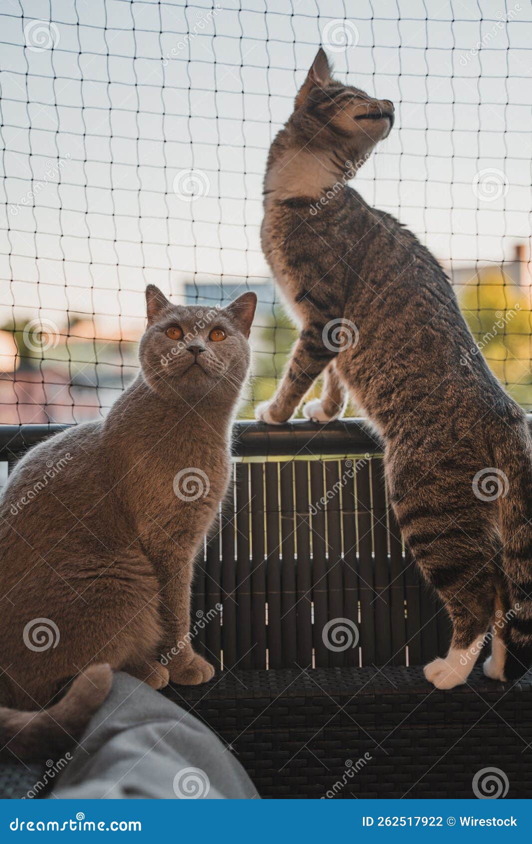 Two Cats on the Balcony Infront of a Cat Net Stock Photo - Image of  handicapped, eyes: 262517922