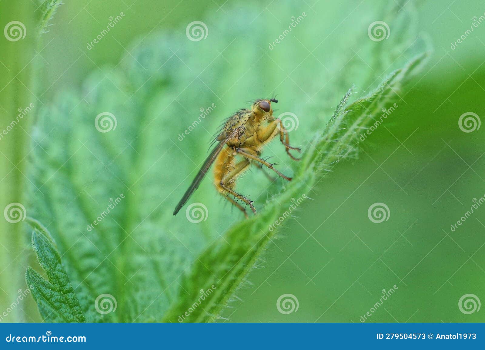 One Brown Fly Sits on a Green Leaf of a Plant Stock Image - Image of ...