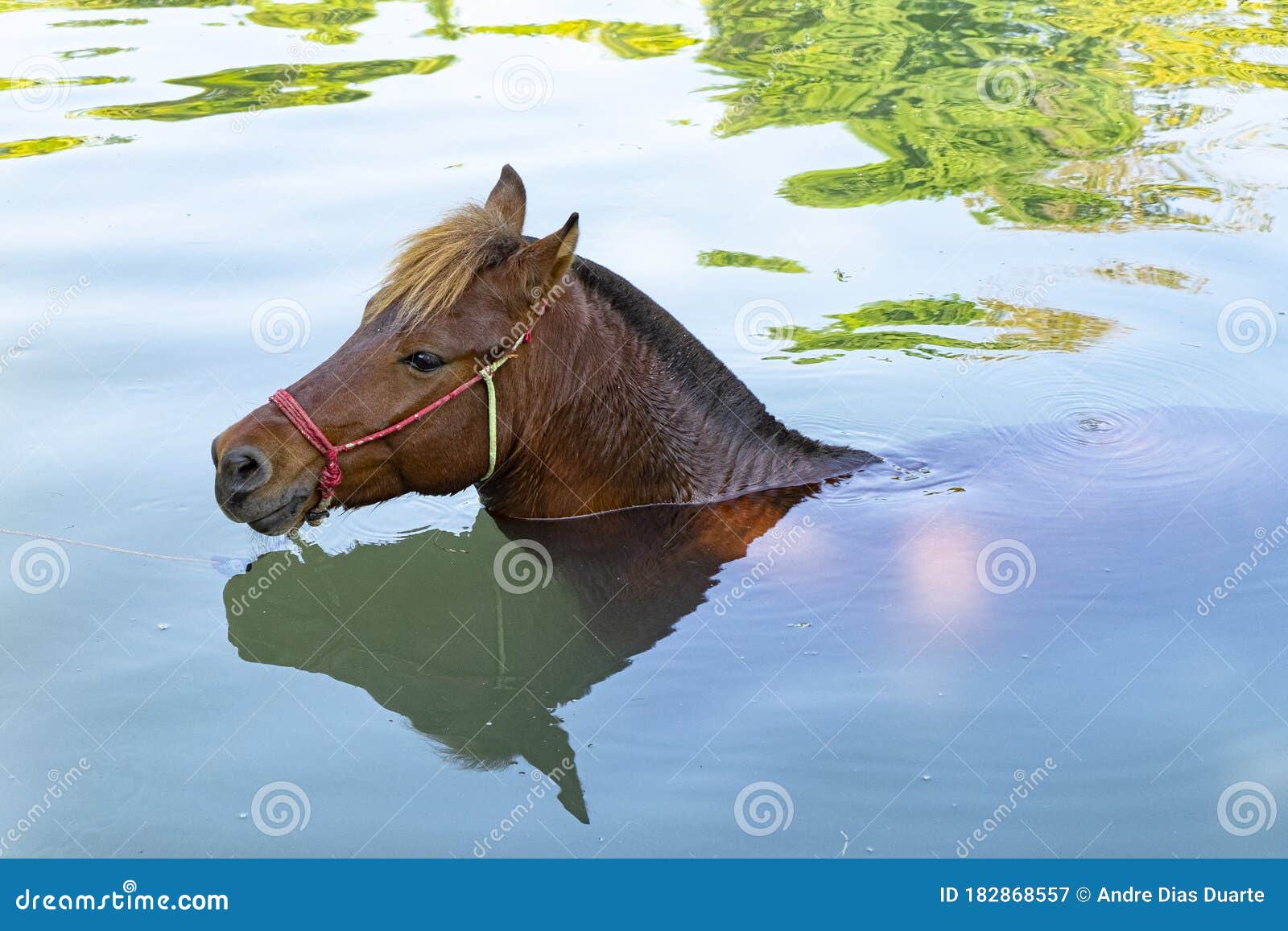 One Brown Horse Taking a Bath in a River Stock Image Image of equine, nature 182868557