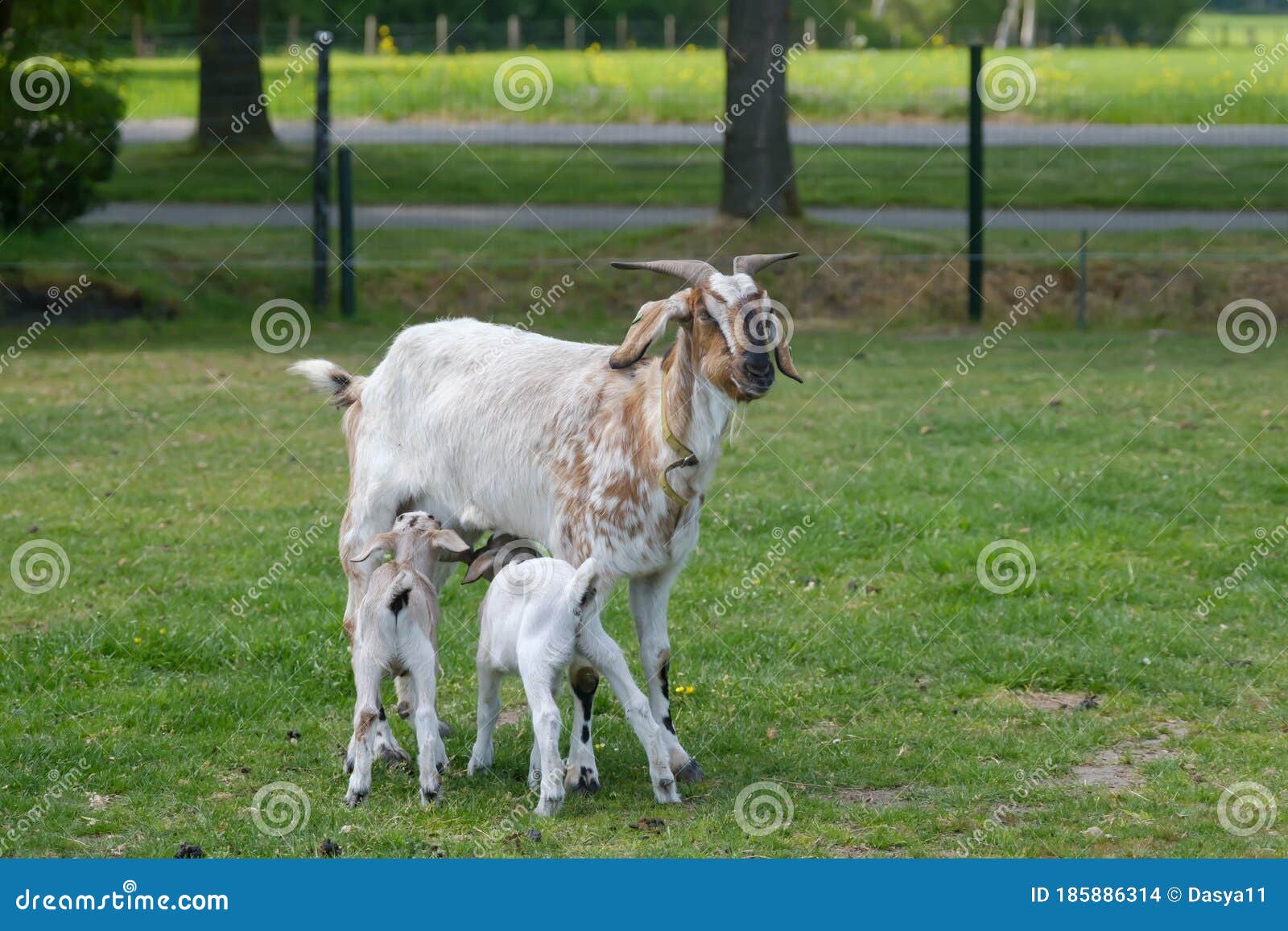 One Brown, White Baby Goat Kid, Walking on the Spring Grass Stock Photo