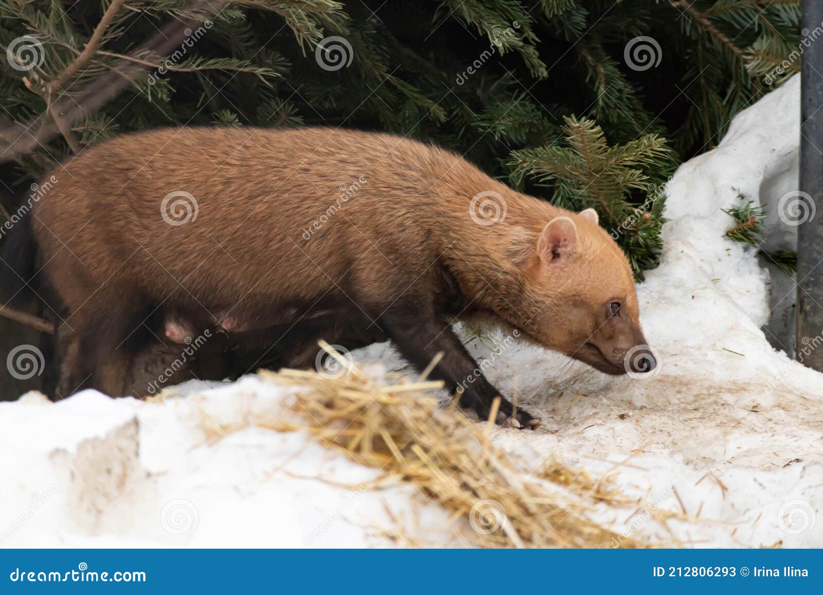 One Bush Dog in Winter Stands on a Snowdrift and Looks into the Distance. Wild  Animals Stock Image - Image of national, forest: 212806293