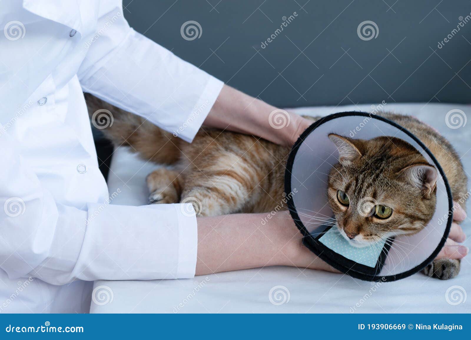 one cat in a collar on the table, the hands of the girl`s veterinarian hold the cat. care of pets.