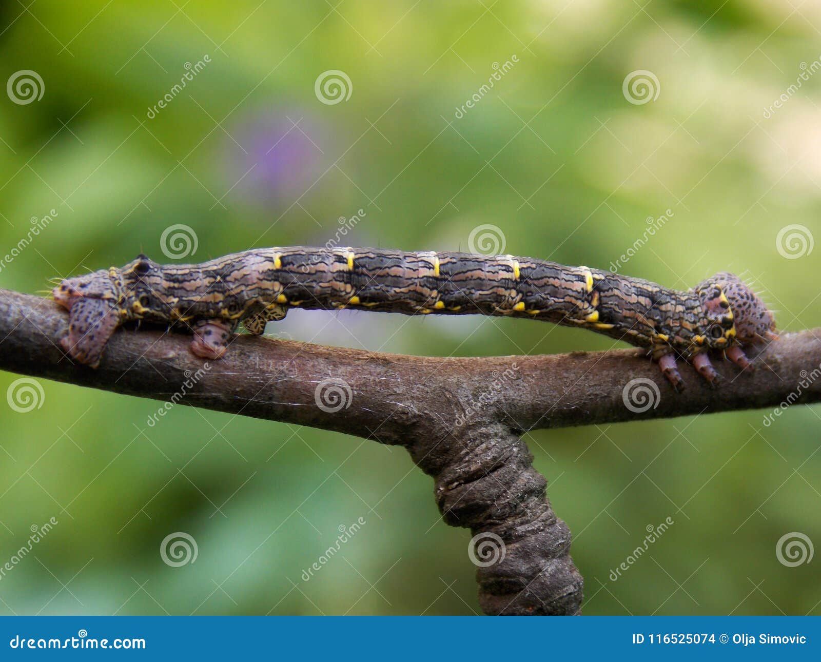 Caterpillar on the branch stock photo. Image of nature 116525074