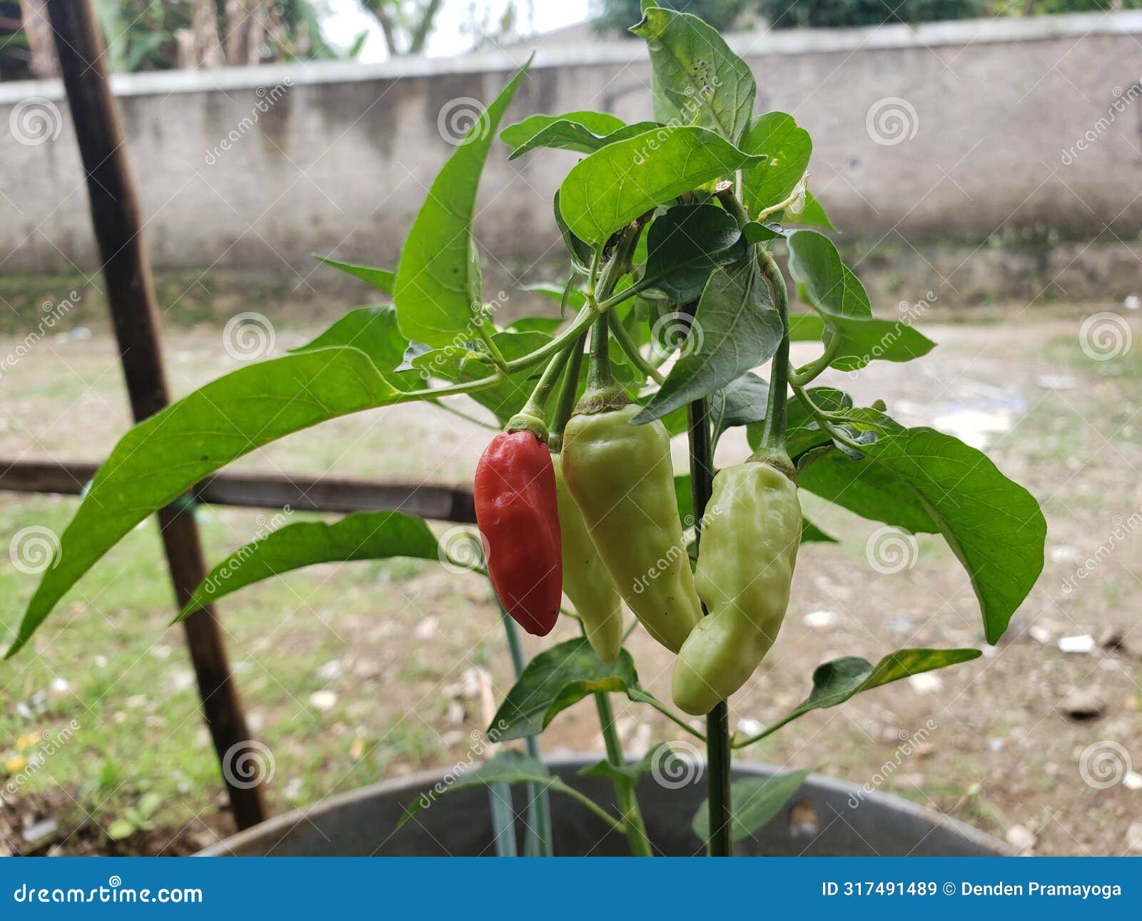 one of the cayenne peppers is already ripe even though there are only four of them
