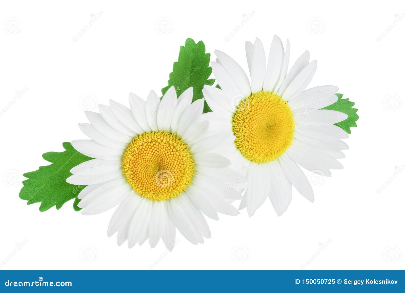 One Chamomile or Daisies with Leaves Isolated on White Background Stock