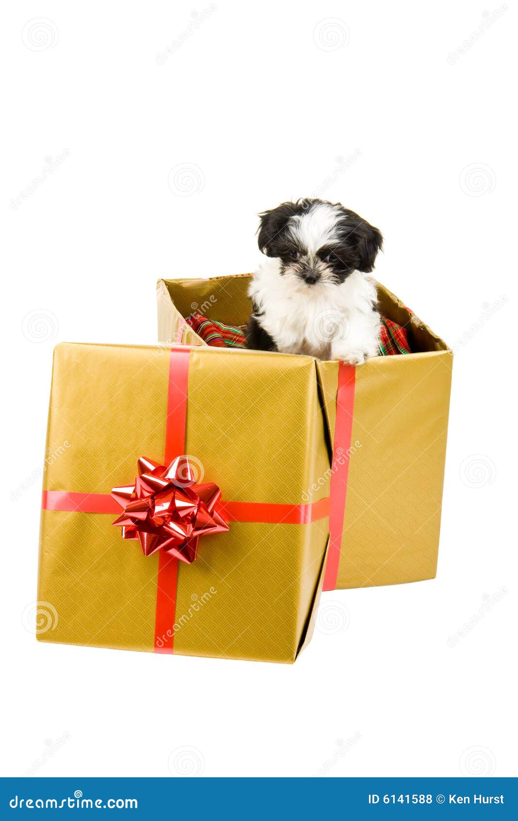 https://thumbs.dreamstime.com/z/one-christmas-puppy-6141588.jpg