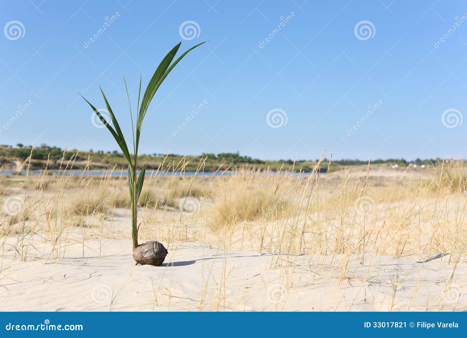 One Coconut Palm Sprout Growing on the Portuguese Stock Image Image