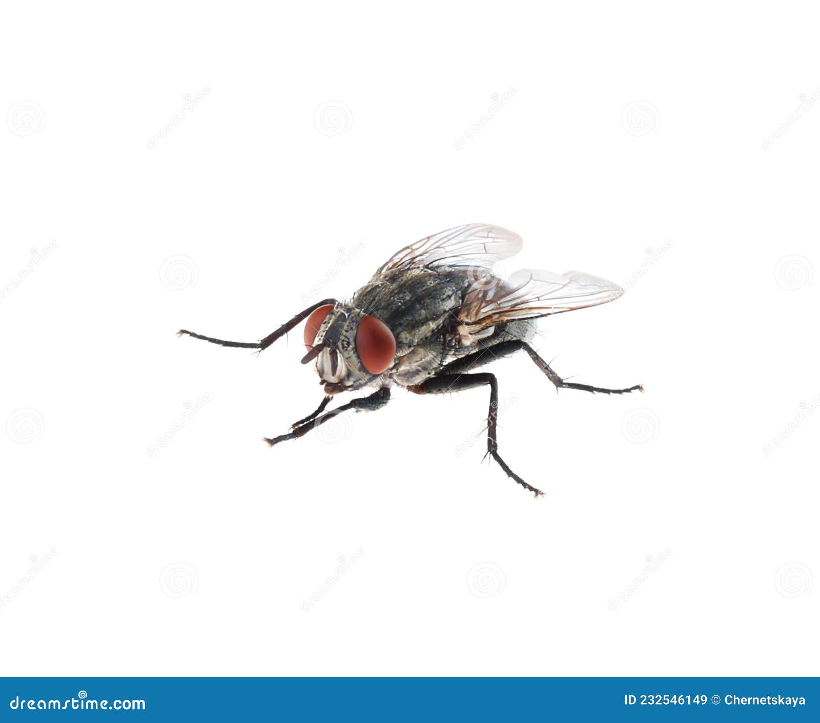 One Common Black Fly on White Background Stock Image - Image of ...