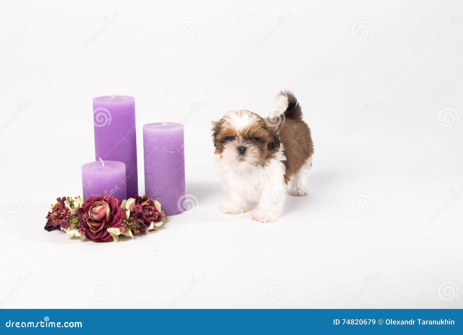 one cute little shih-tzu puppy with holliday candle