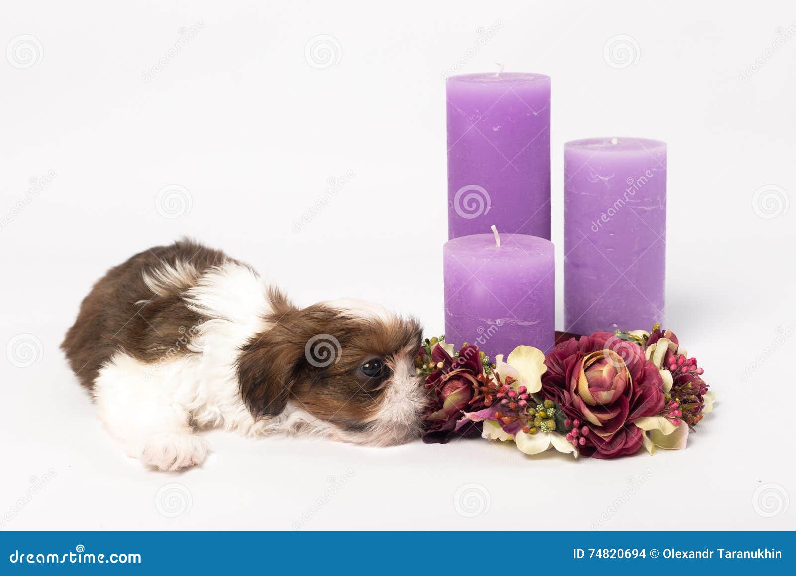 one cute little shih-tzu puppy with holliday candle