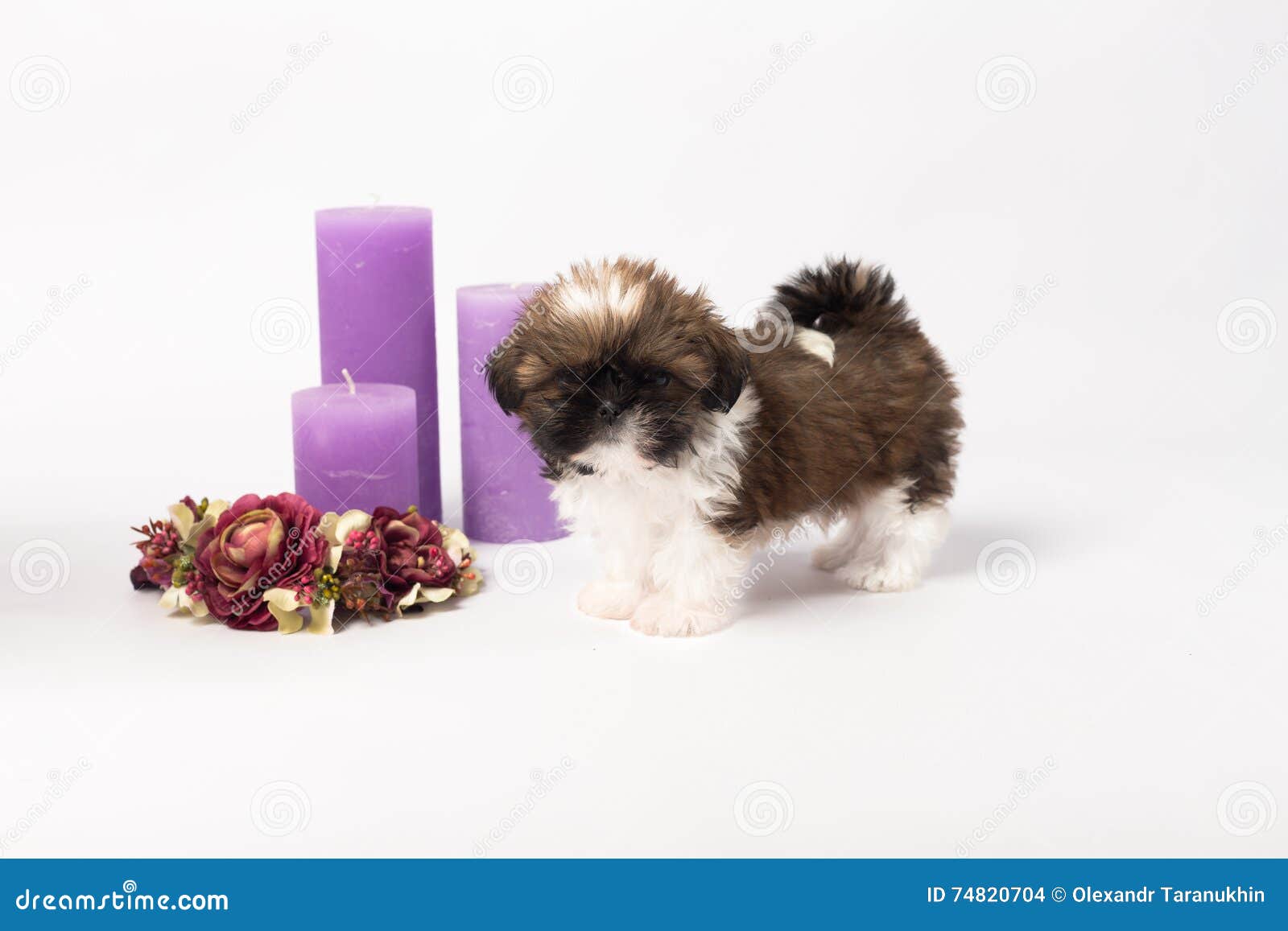 one cute little shih-tzu puppy with holliday candle