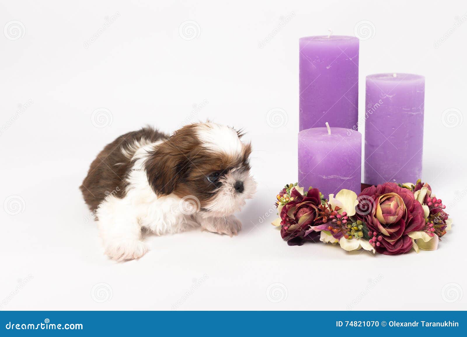 one cute little shih-tzu puppy with holliday candle