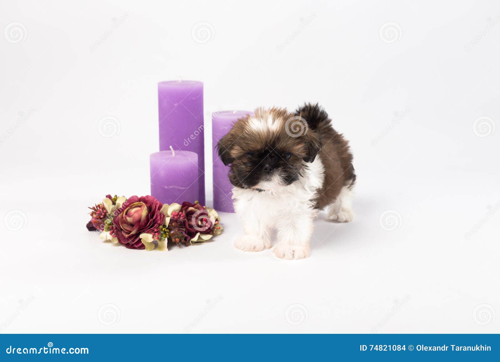 one cute little shih-tzu puppy with holliday candle