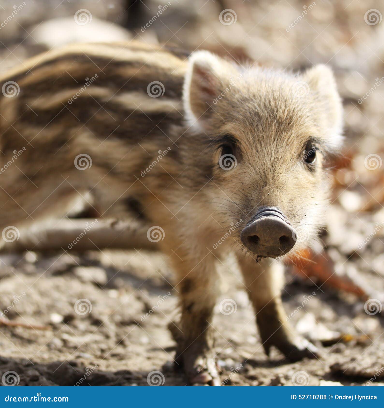 one cute little wild pig ling with stripes in nature