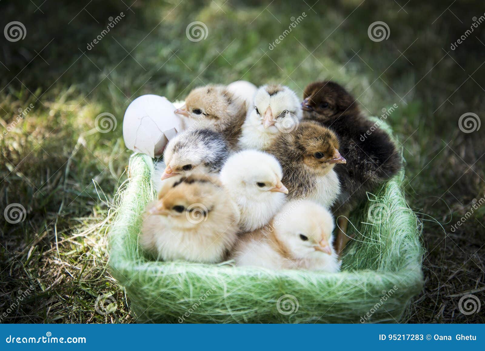 One Day Chickens in a Basket Stock Image Image of chick, born 95217283