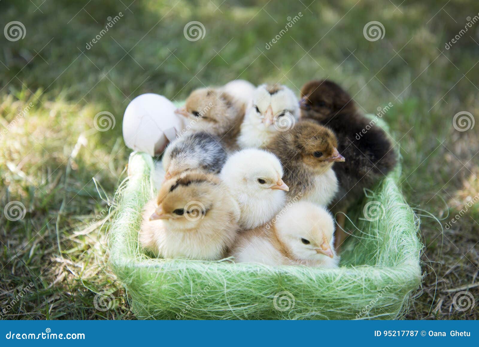 One Day Chickens in a Basket Stock Image Image of domestic, cute