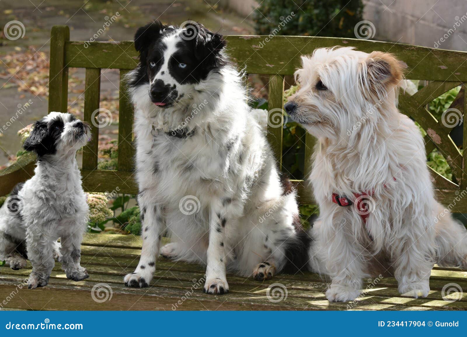 Border Collie Mixed Maltese Dog Stock Photos Royalty-Free Stock Photos from Dreamstime