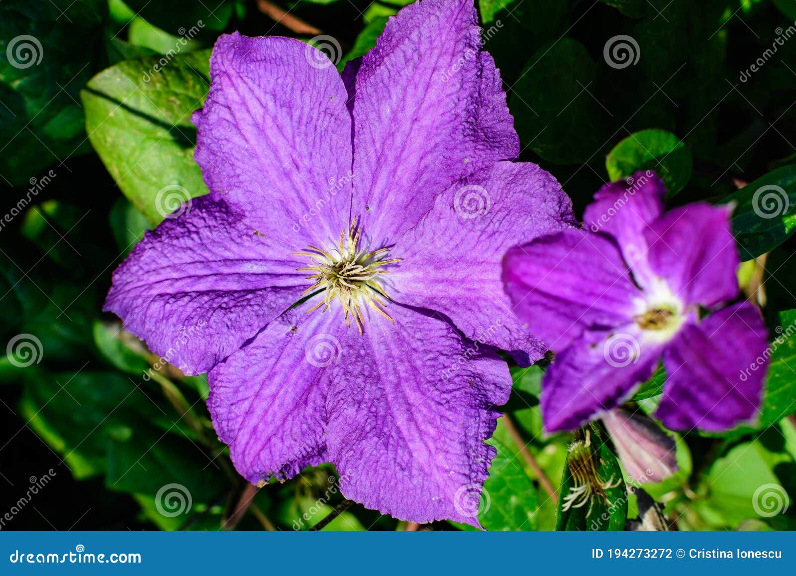 one delicate purple clematis flower, also known as traveller's joy, leather flower or vase vine, in a sunny spring garden,
