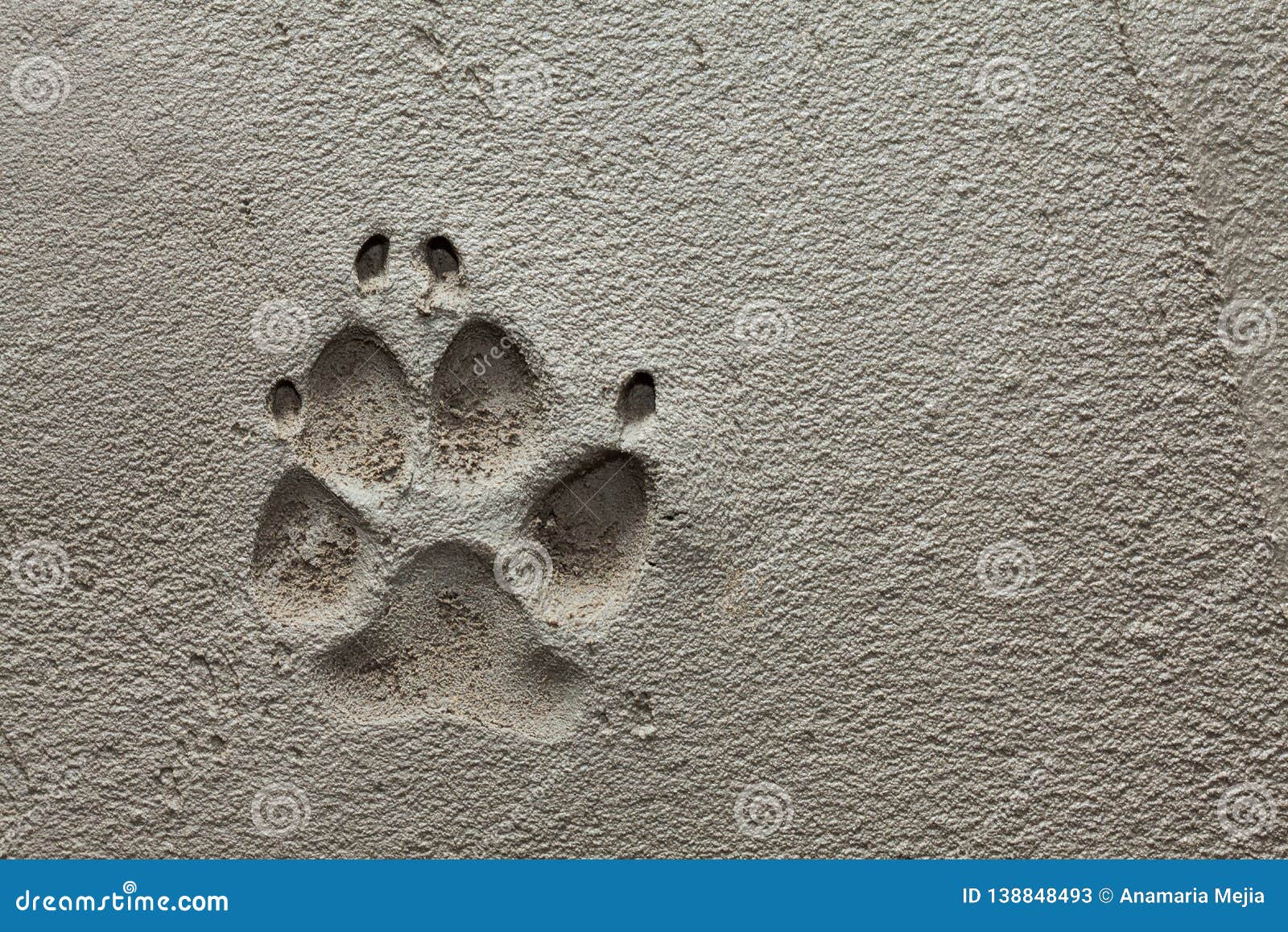Dog Paw Footprint on Fresh Cement Stock Image Image of concrete
