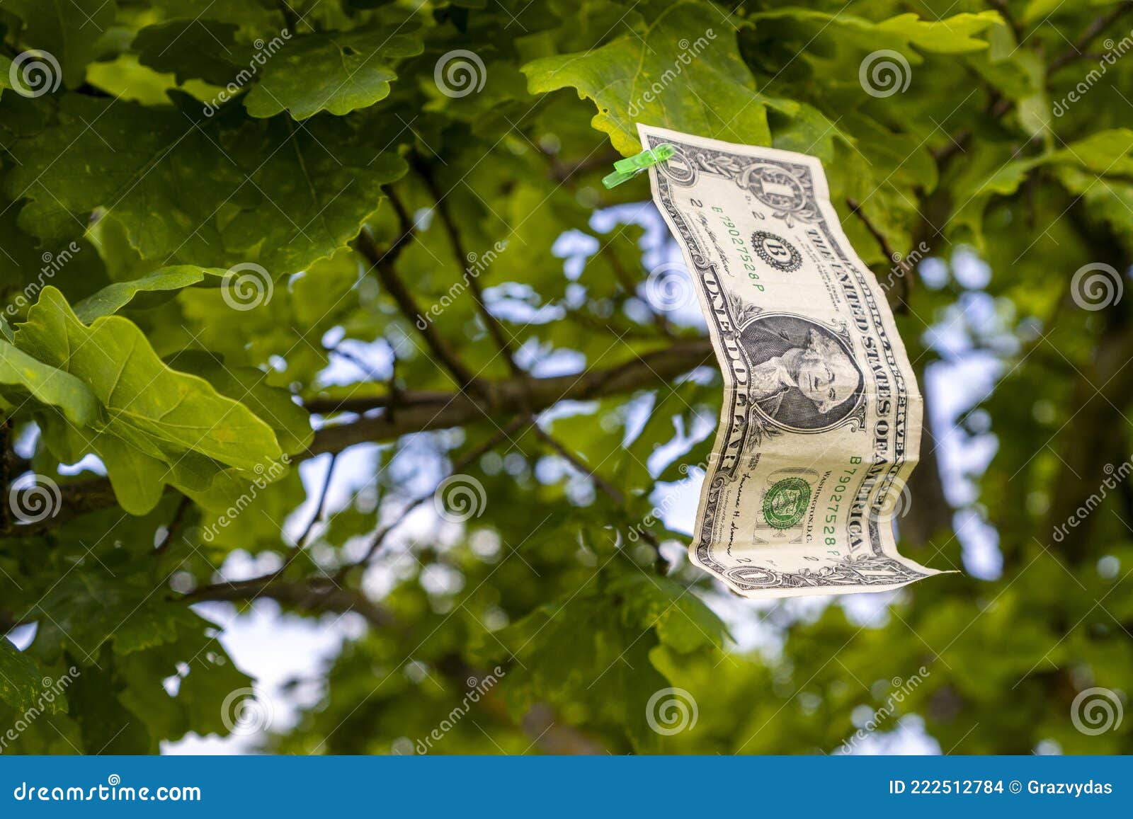 One Dollar Bill on the Tree Stock Photo Image of cash, finance 222512784