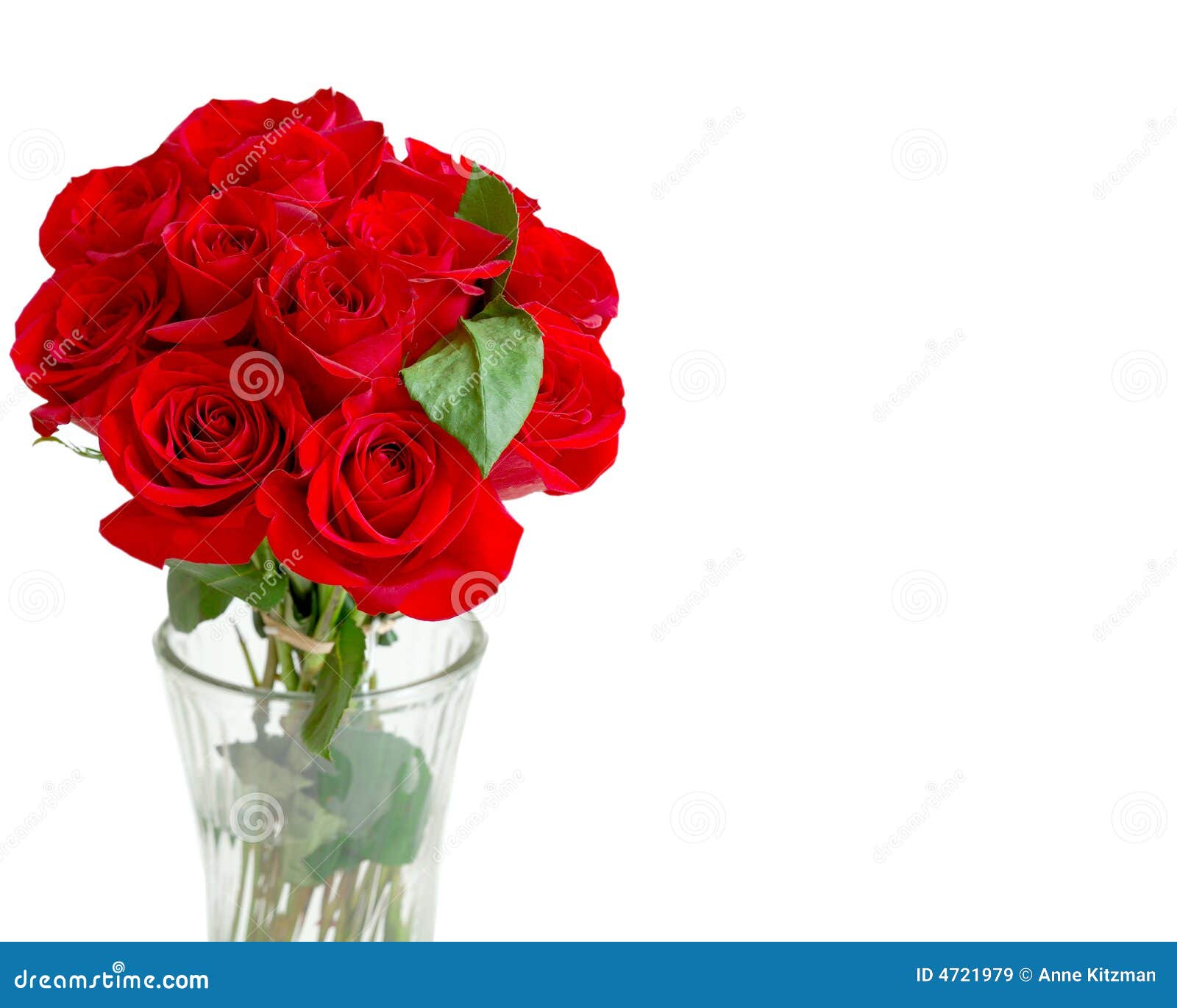 One Dozen Red Roses stock image. Image of isolated, flora - 4721979