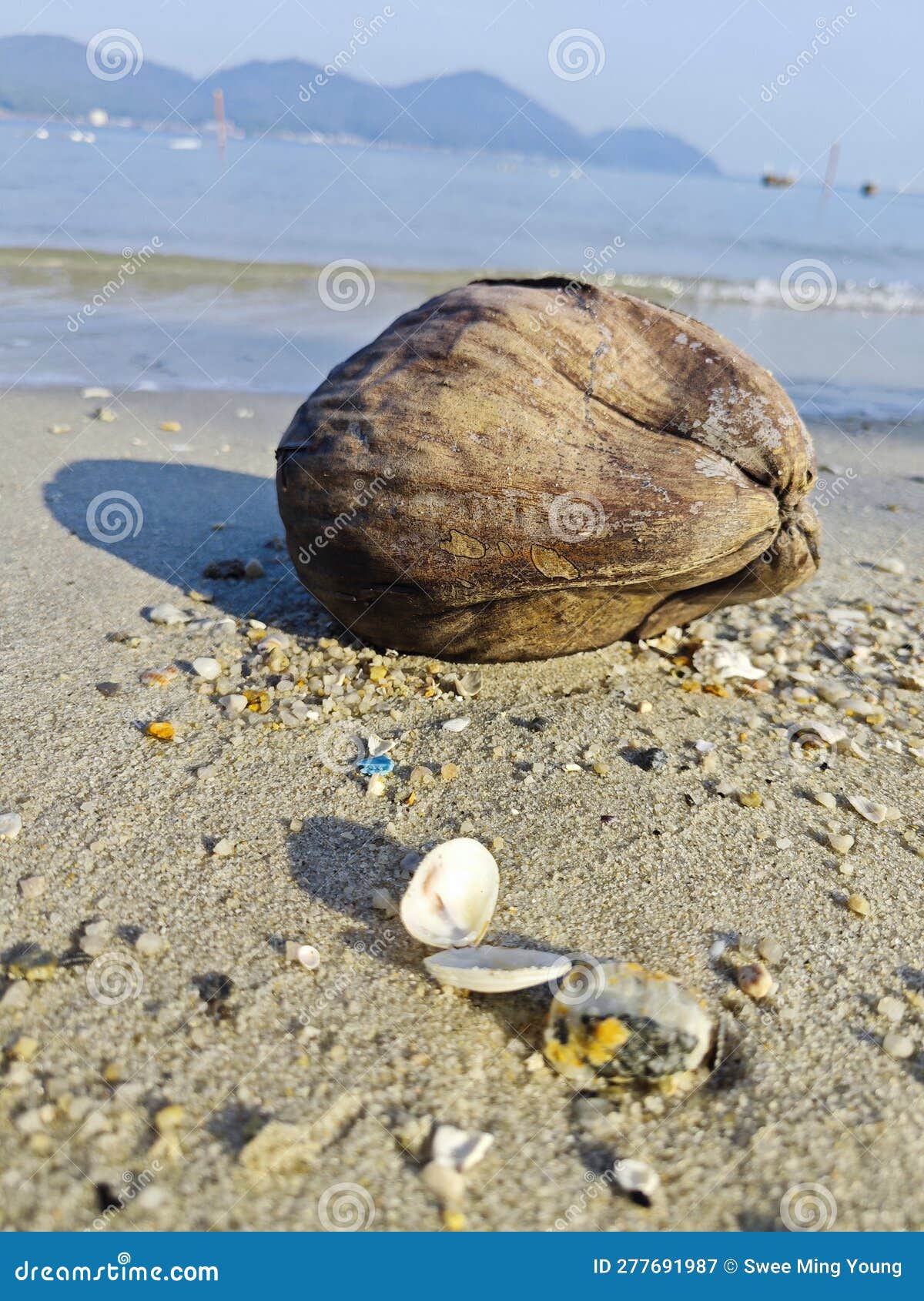 One Dried Coconut Fruit Laying by the Beach. Stock Image Image of