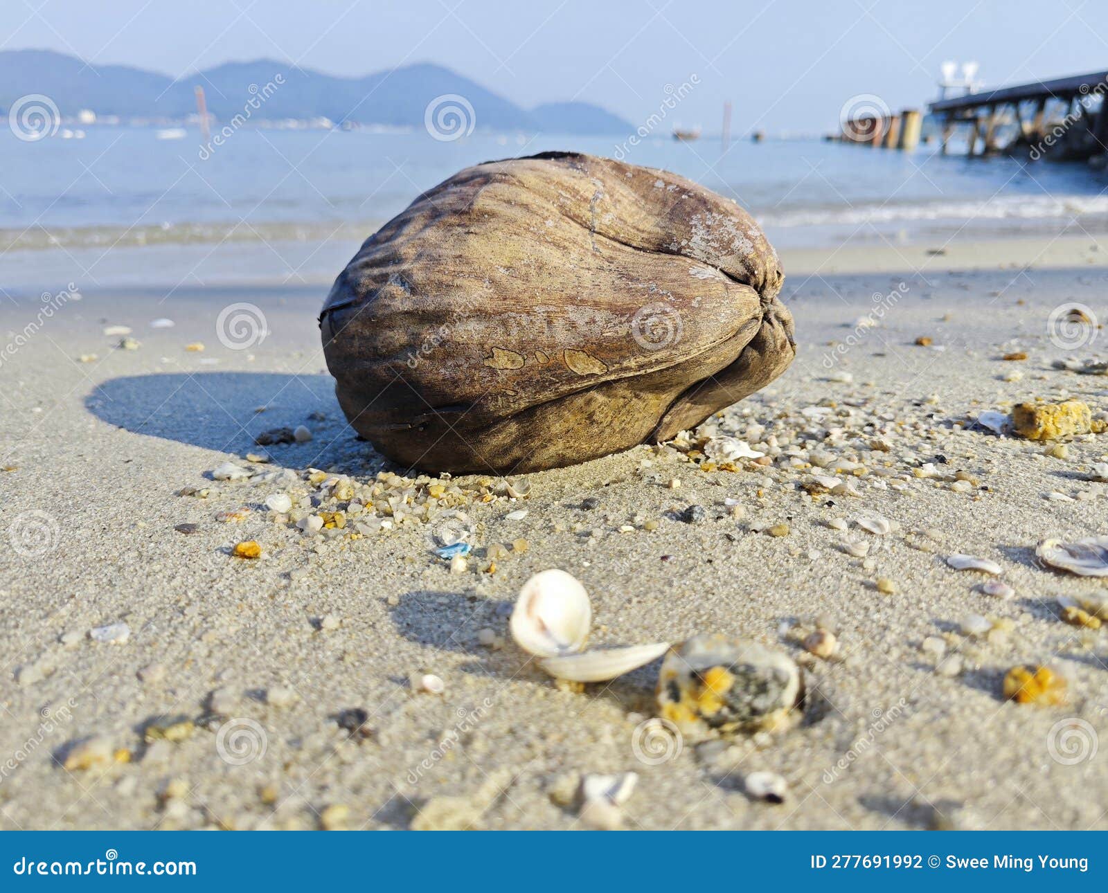 One Dried Coconut Fruit Laying by the Beach. Stock Photo Image of