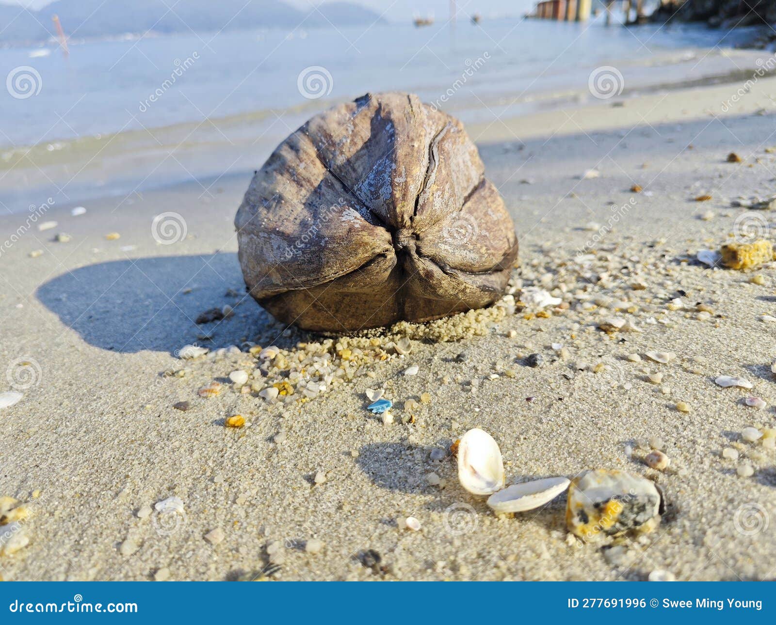 One Dried Coconut Fruit Laying by the Beach. Stock Photo Image of