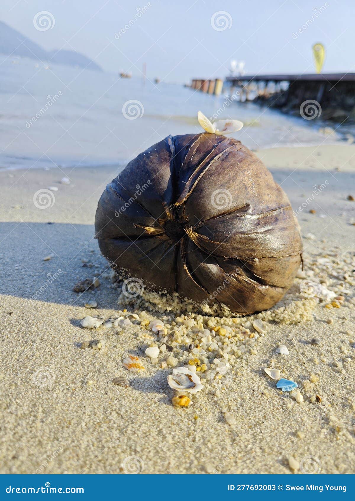 One Dried Coconut Fruit Laying by the Beach. Stock Image Image of