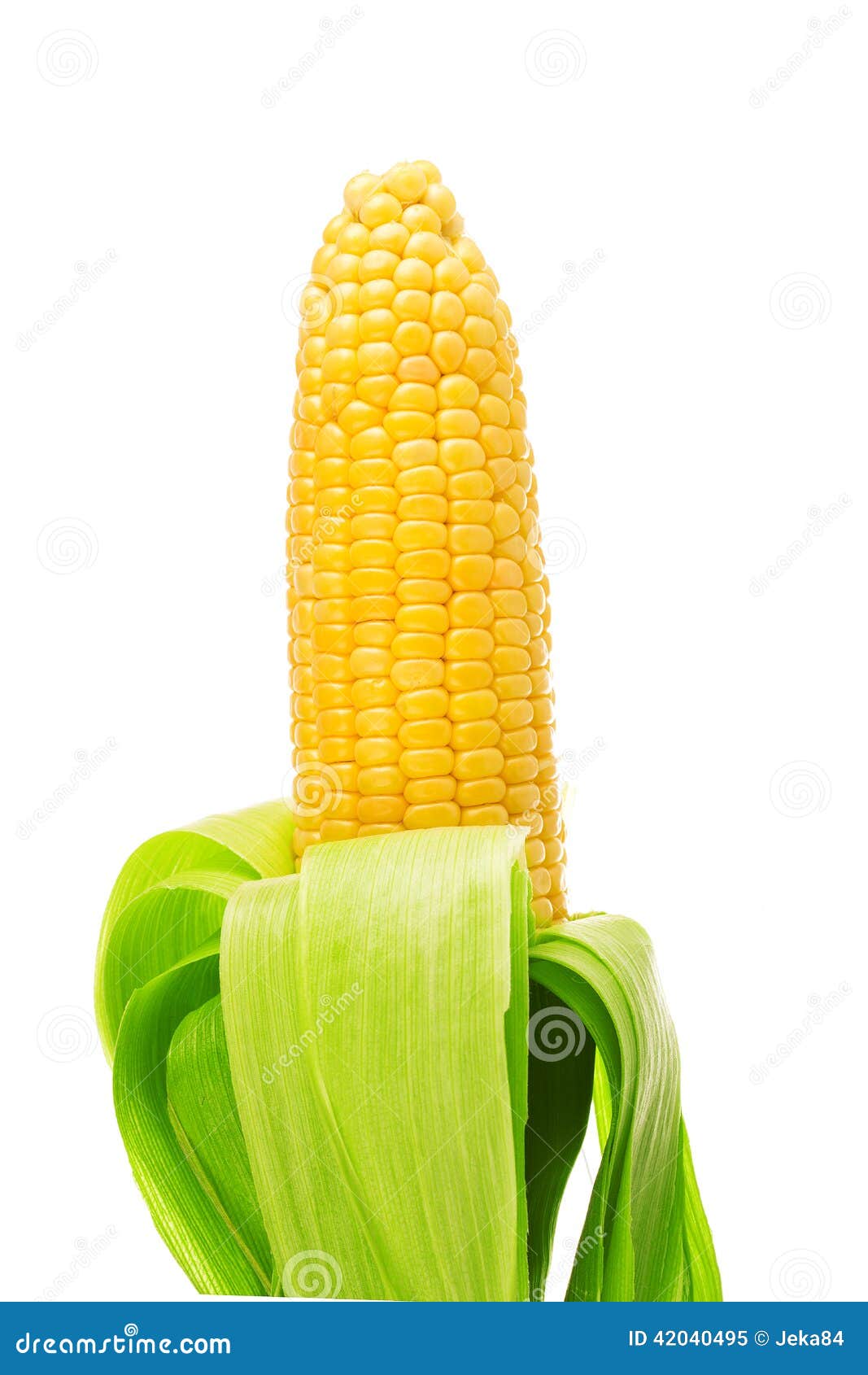 One on ear of corn stock image. Image of natural, fresh 42040495