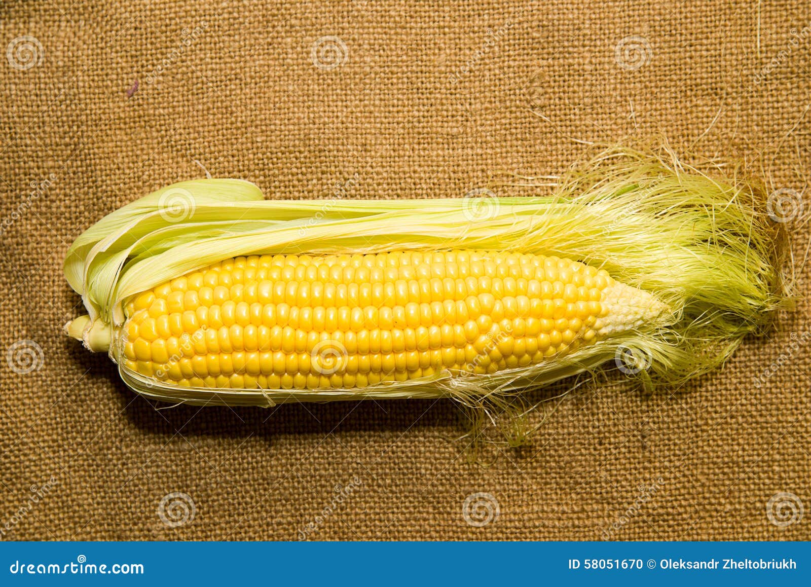 One Ear of Corn Ripe Old Cloth Stock Photo Image of breadstuffs, diet
