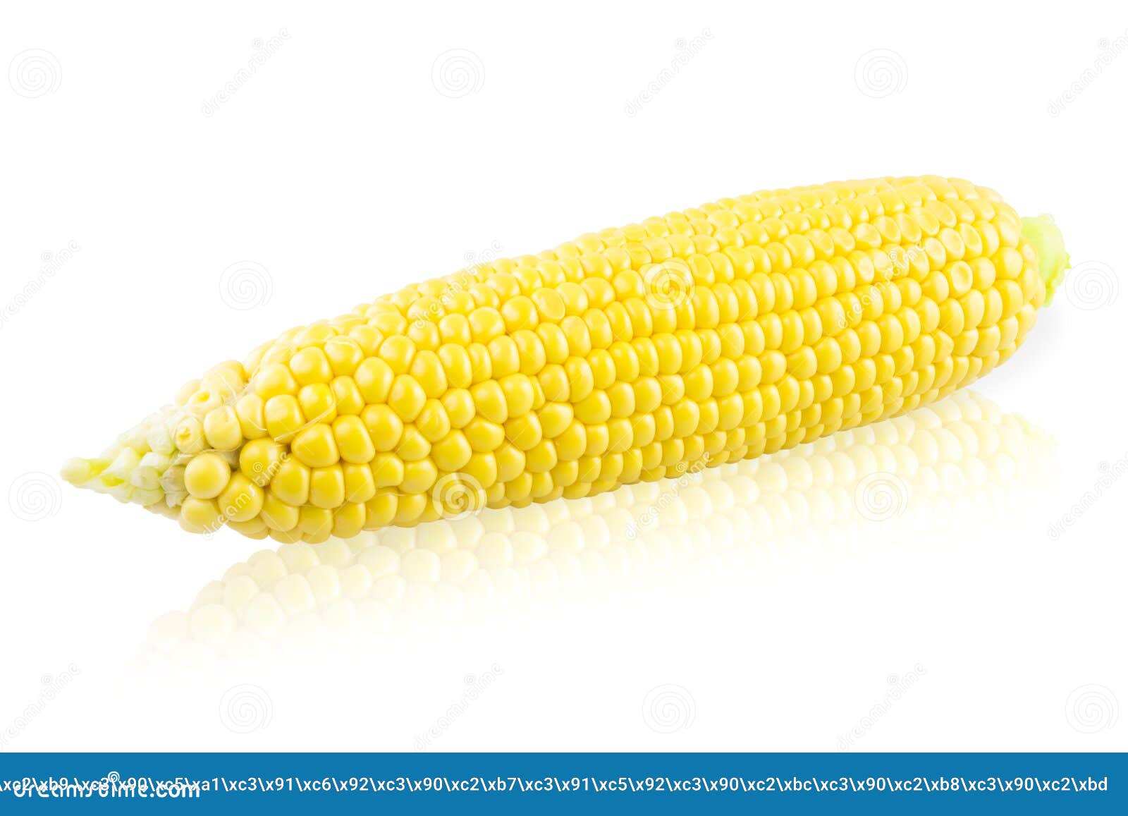 One ear of corn stock photo. Image of macro, healthy 52164378