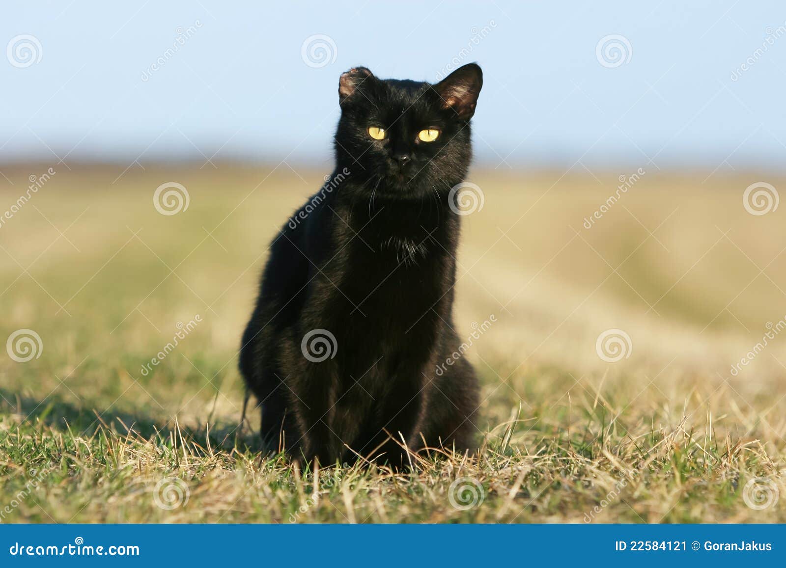 One-eared Black Cat At Sunset Stock Image - Image of claw, fight: 22584121