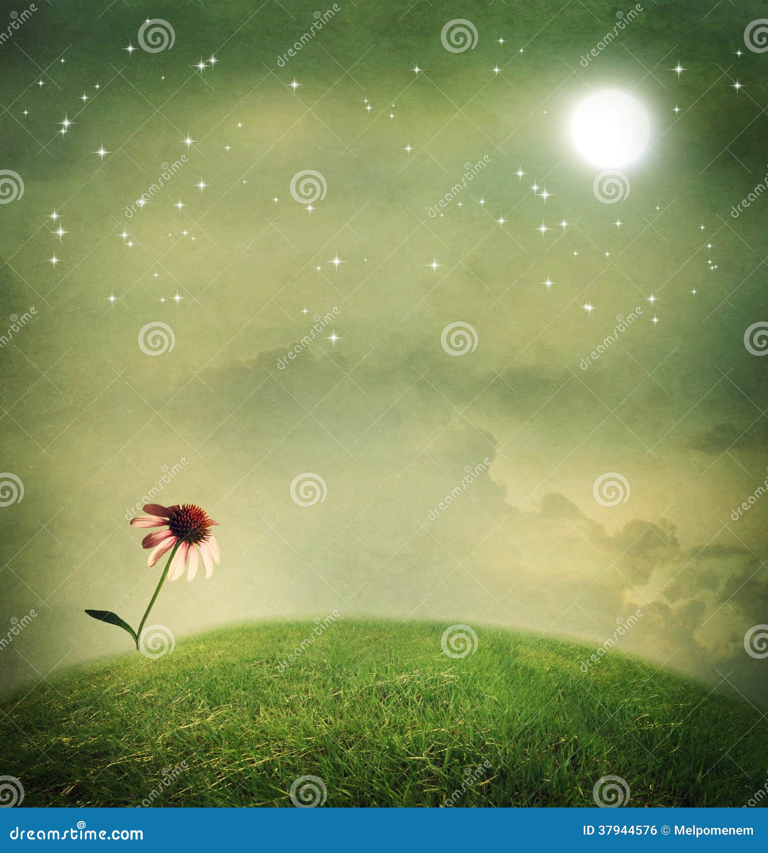 One Echinacea Flower Under the Moon Stock Photo Image of hilltop