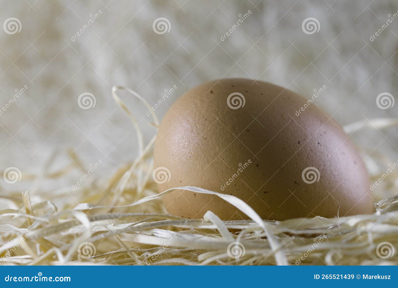 One Egg is in an Artificially Arranged Nest Stock Image Image of