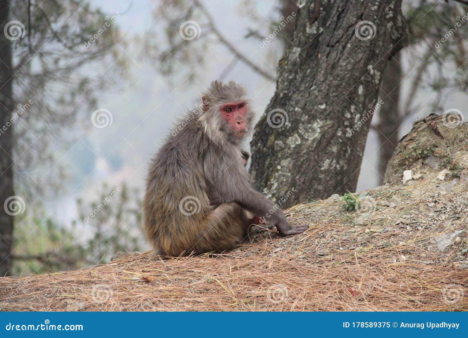 One Eyed Monkey Sitting Across the Road Stock Image Image of macaque