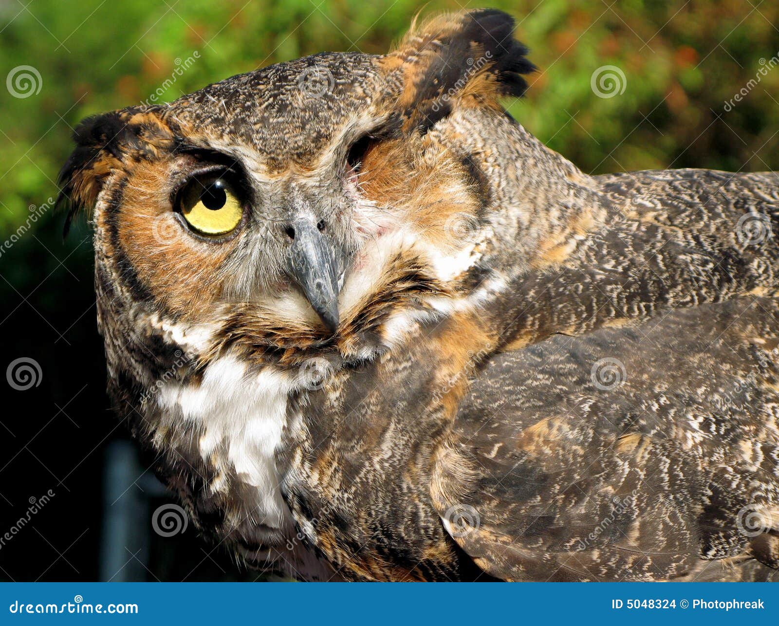 One-Eyed Owl Stock Images - Image: 5048324