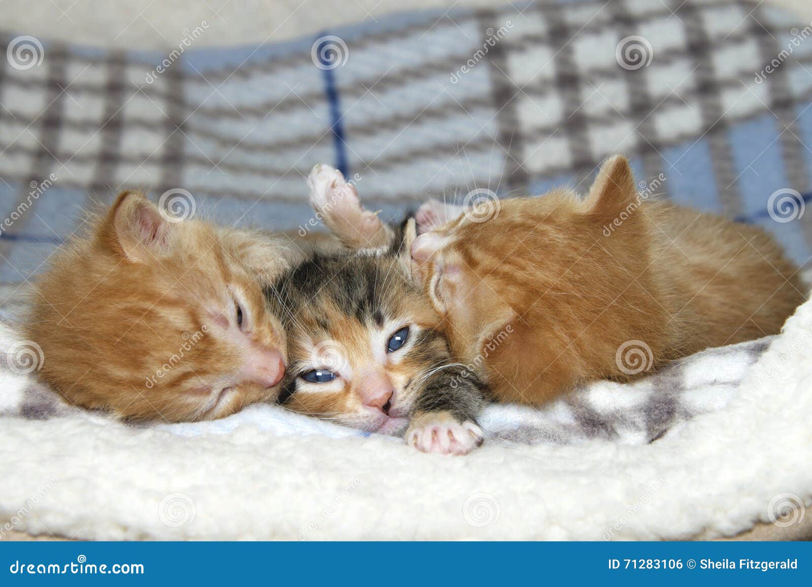 Two Tiny Tabby  Kittens  Stock Photo CartoonDealer com 