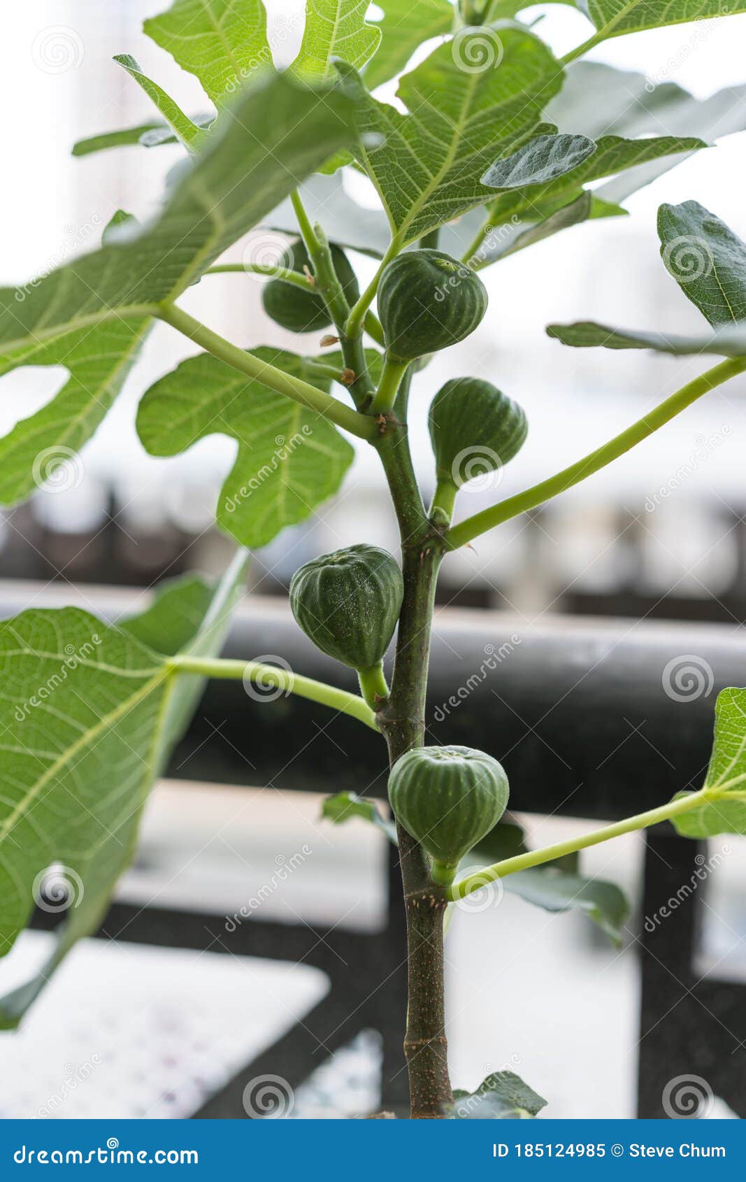 One Fig Ready To Ripen, Fig Fruit Stock Image Image of grow, plant