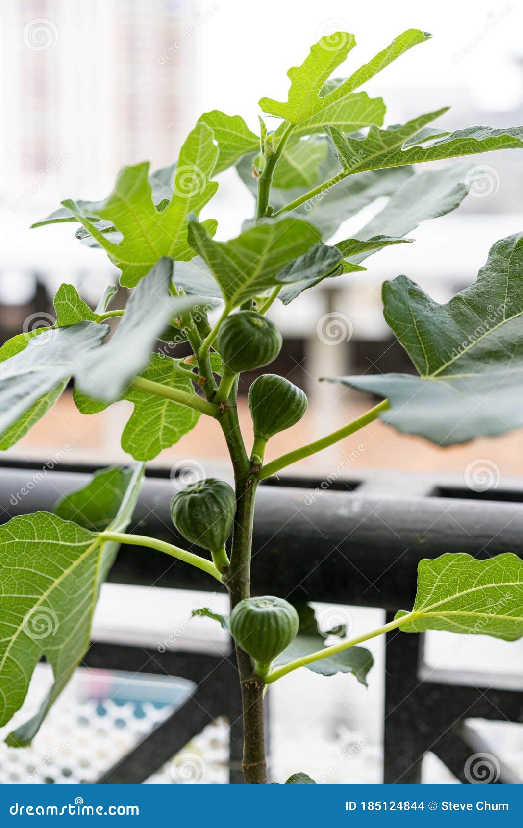 One Fig Ready To Ripen, Fig Fruit Stock Photo Image of plant